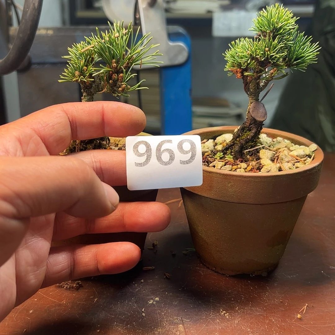 无花朵健健康康快快乐乐