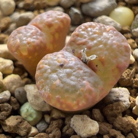 粉泡泡一颗159。