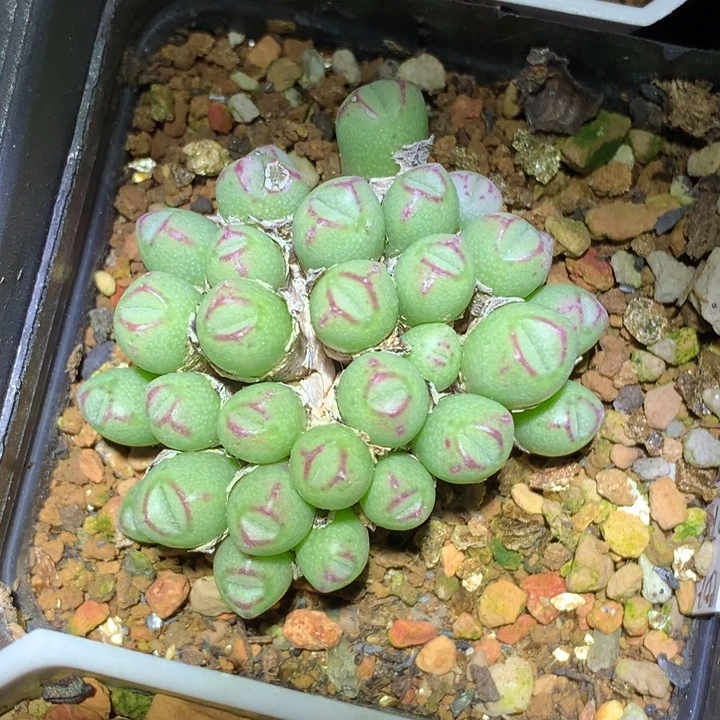 精品多肉植物精品贪吃蛇