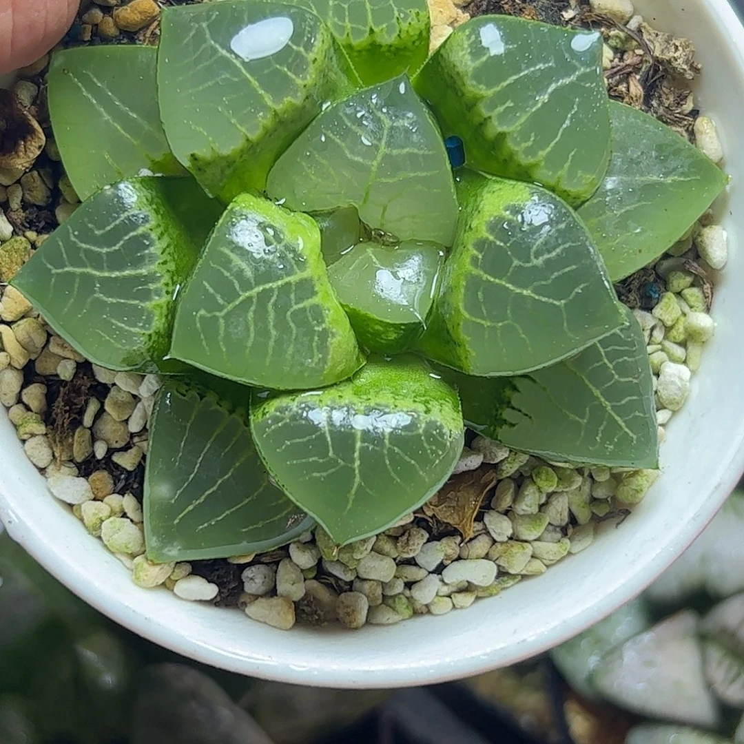 实生寿母本十二卷多肉