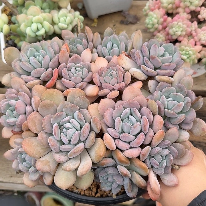 白鹿多肉植物的生长