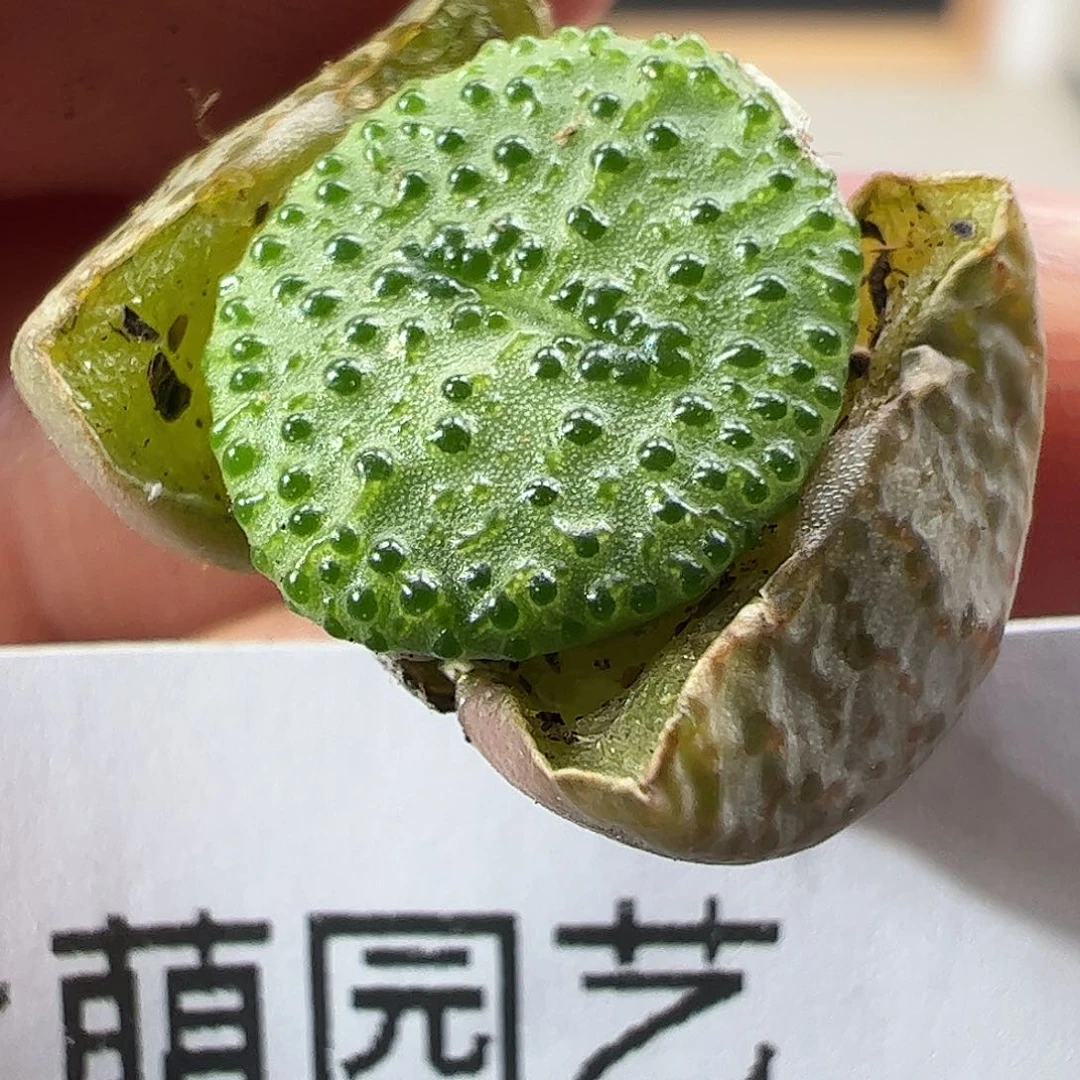 0000384 一物一拍……