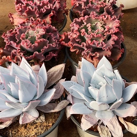 谜*多肉植物组合 6棵