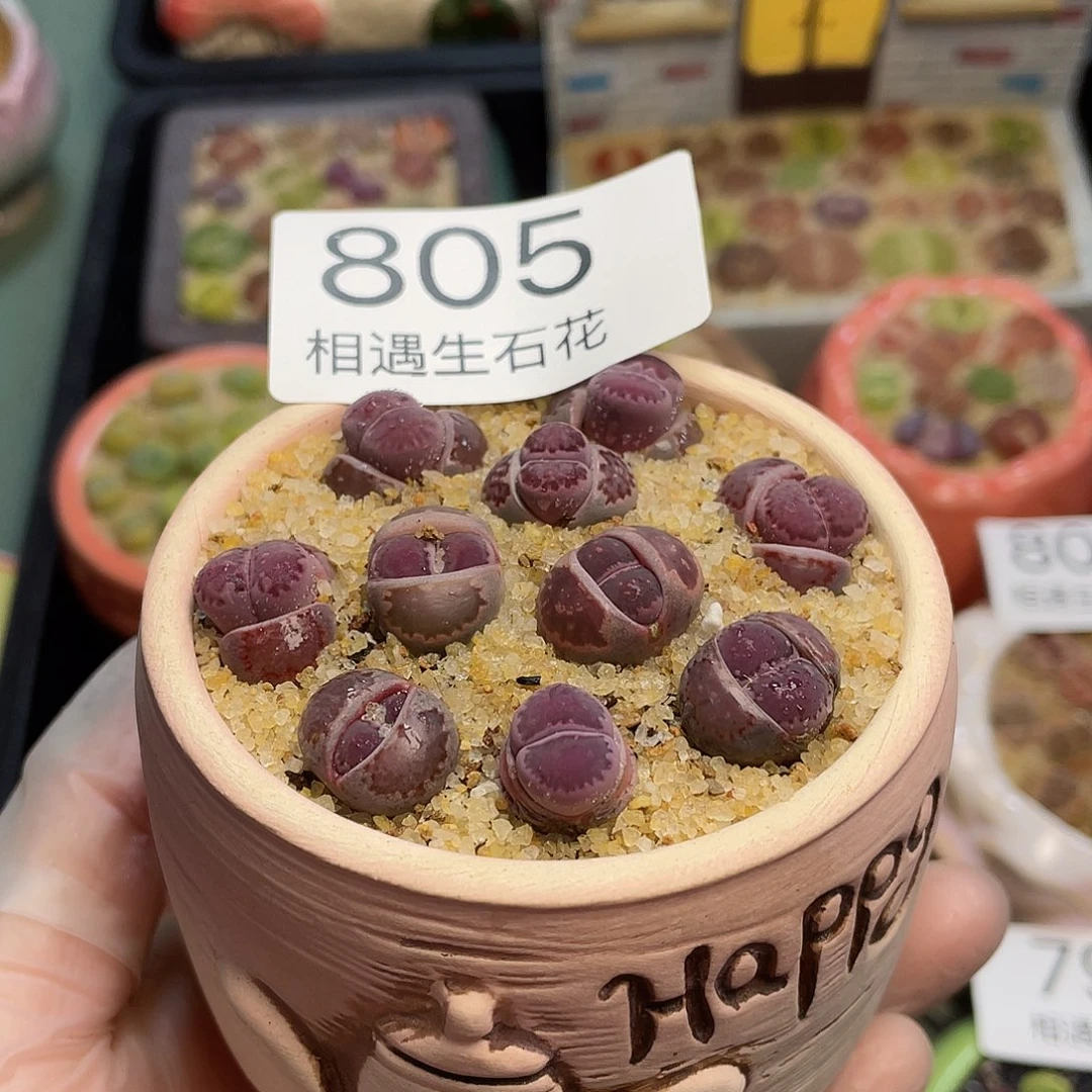 相遇生石花专拍805