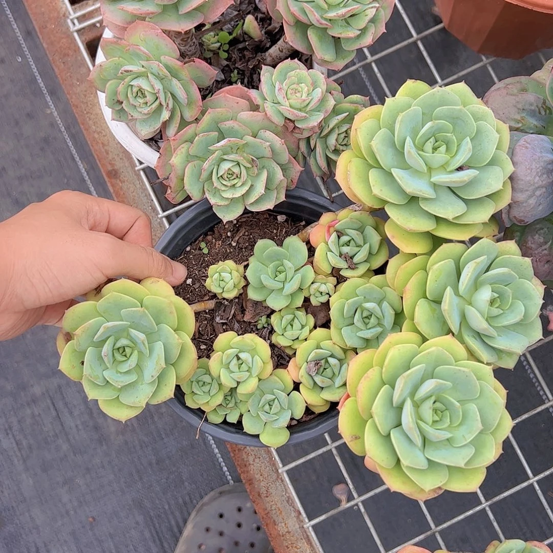 尼可沙拉玫瑰，克罗地亚玫瑰各一颗