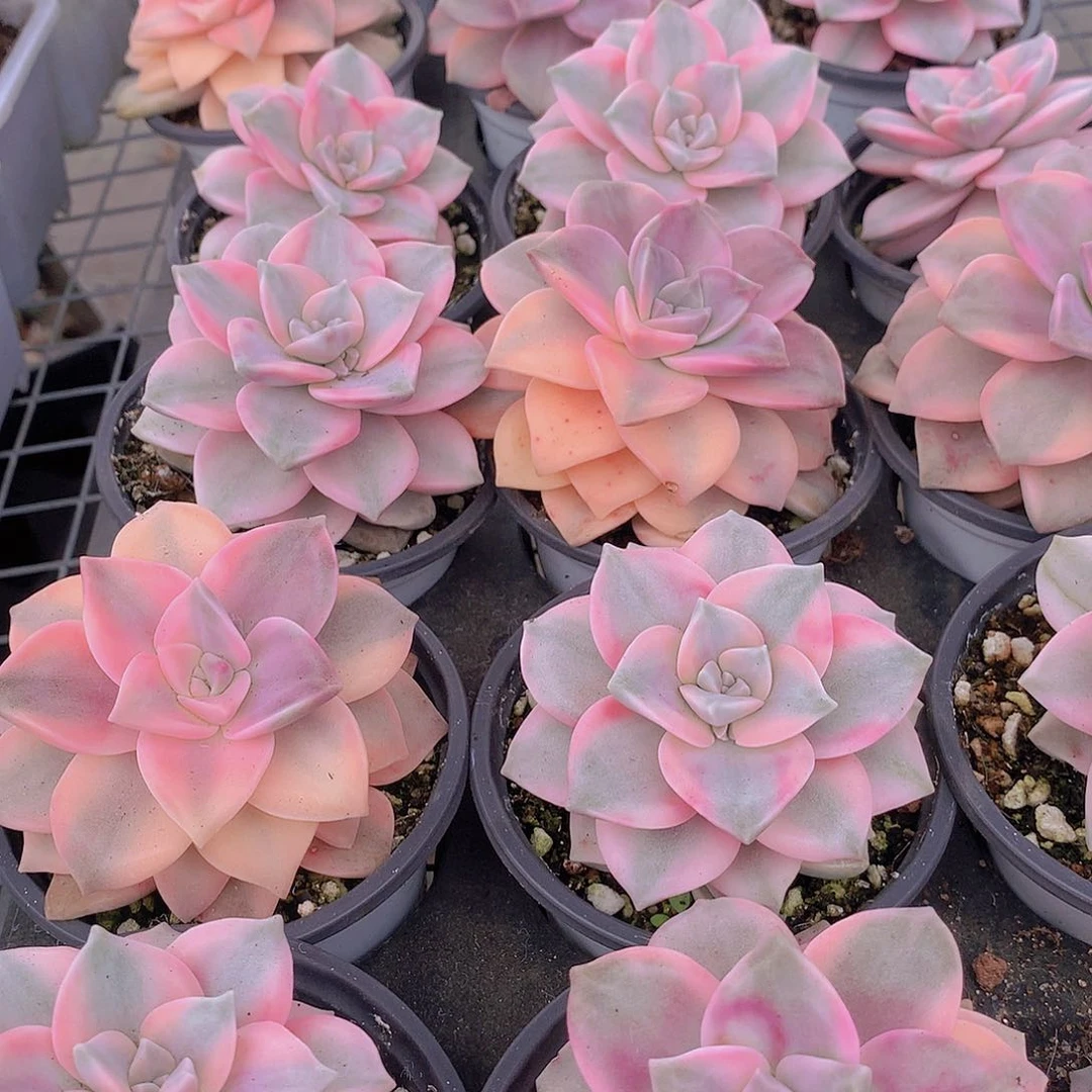 紫乐锦24567789900000