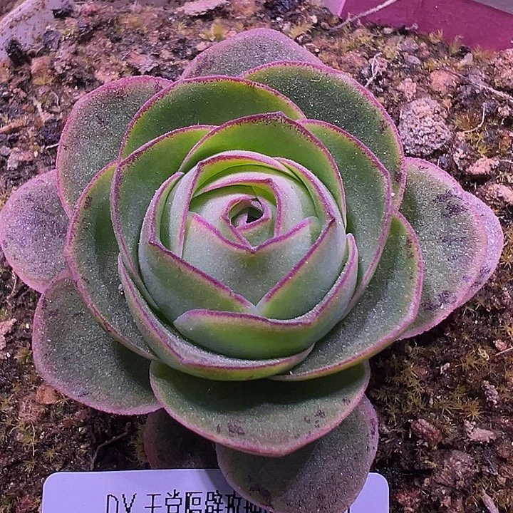 露妮436彩虹之翼妖姬纹包子单头