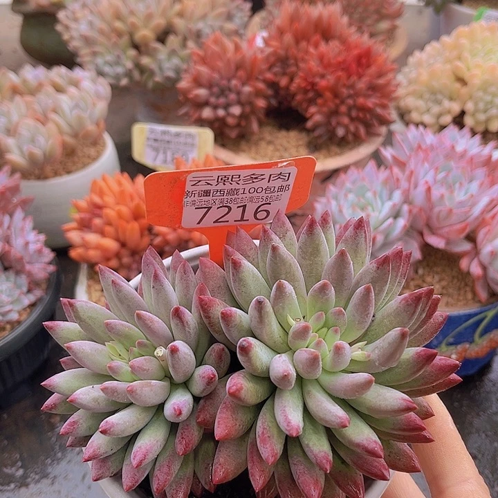 7216虞美人。