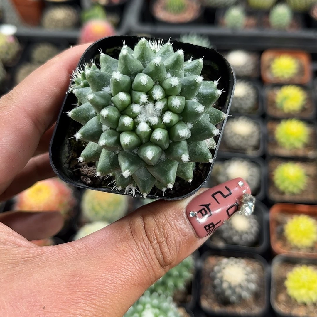 雪糕单头发货单头发