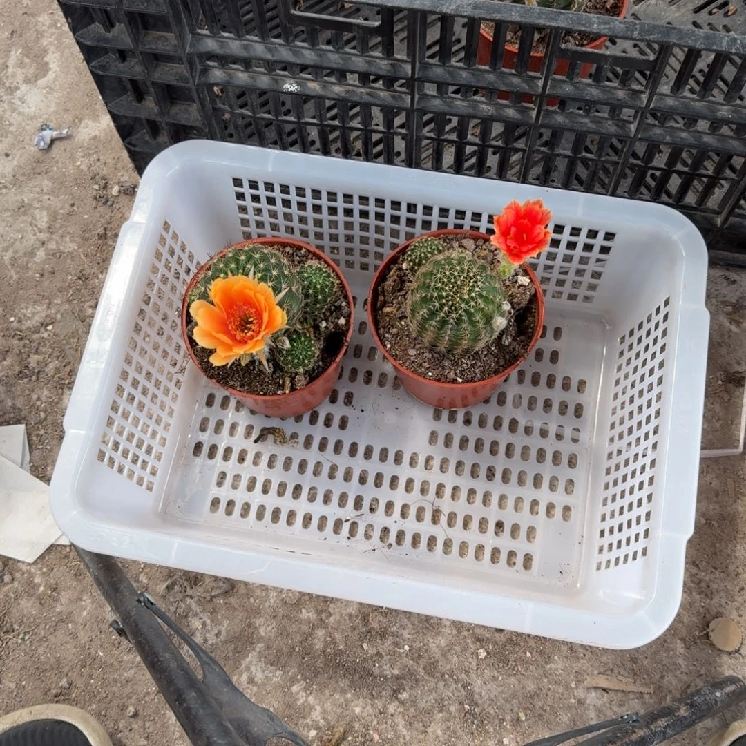 冷***～无花朵丽花哈哈哈哈哈哈