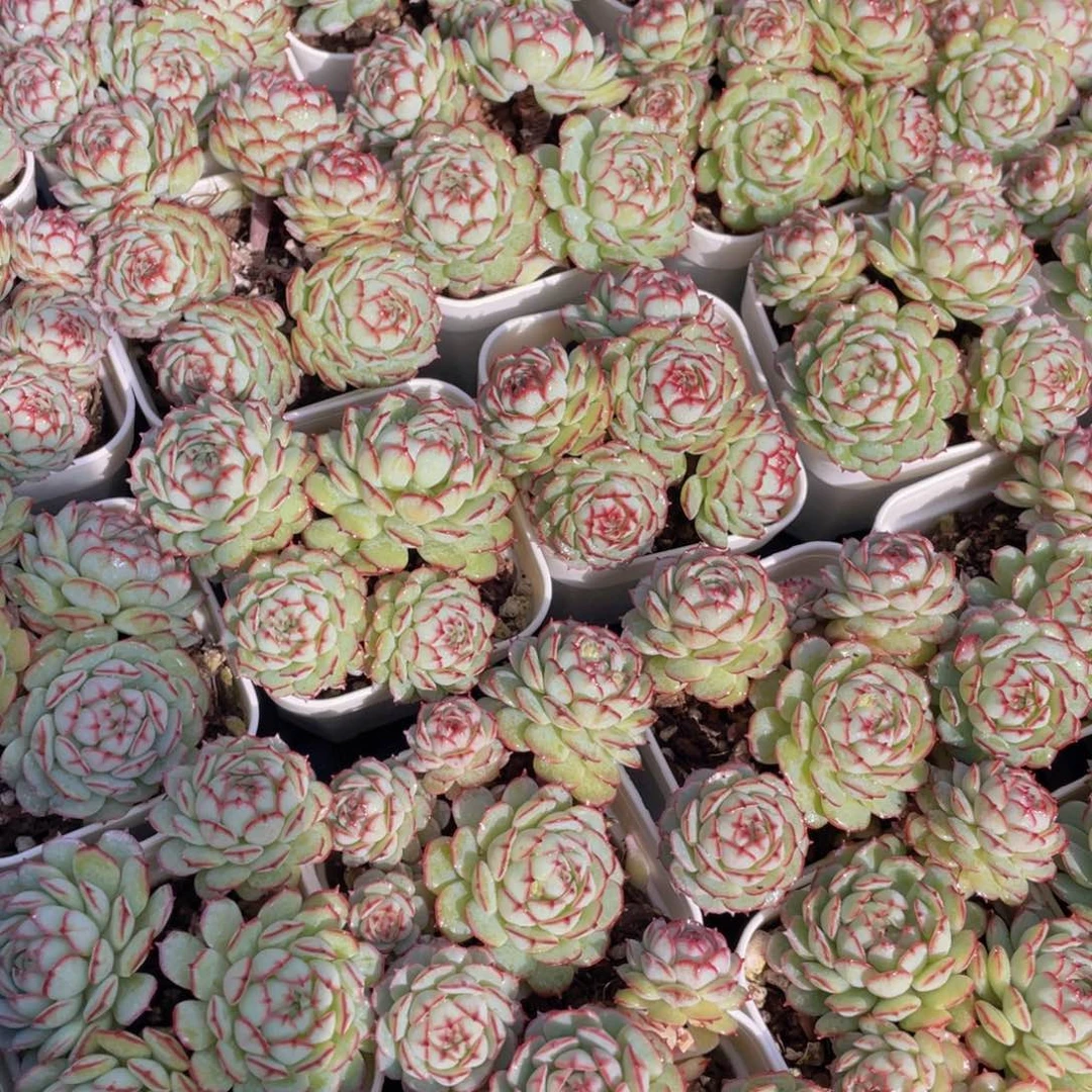 量拍17号小红船小红p群生一个