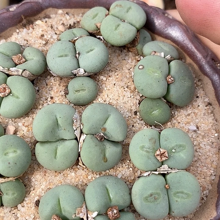 四头净脸紫花饼一颗