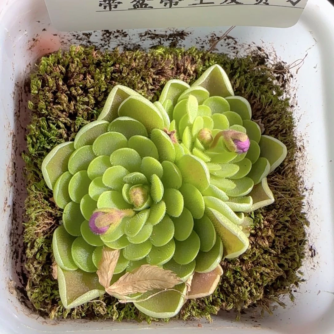 多肉0105-132捕虫堇