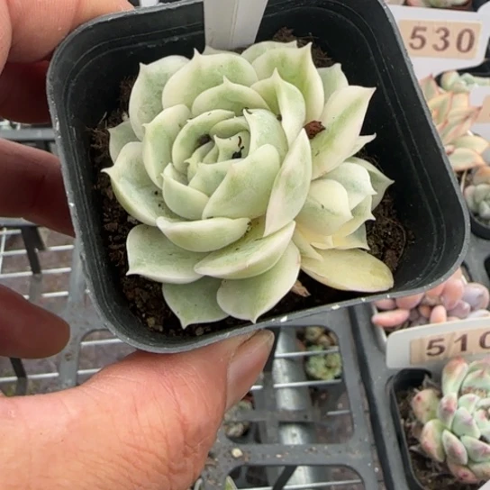 527昂斯诺锦一物一拍多肉