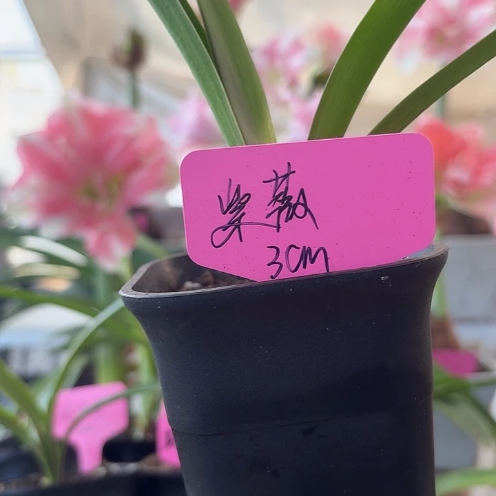 无花朵紫薇朱顶红直径3cm