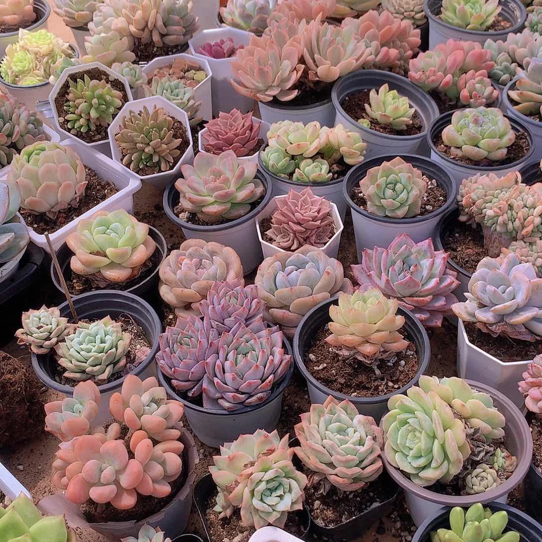 4颗不同品种组合34677889900