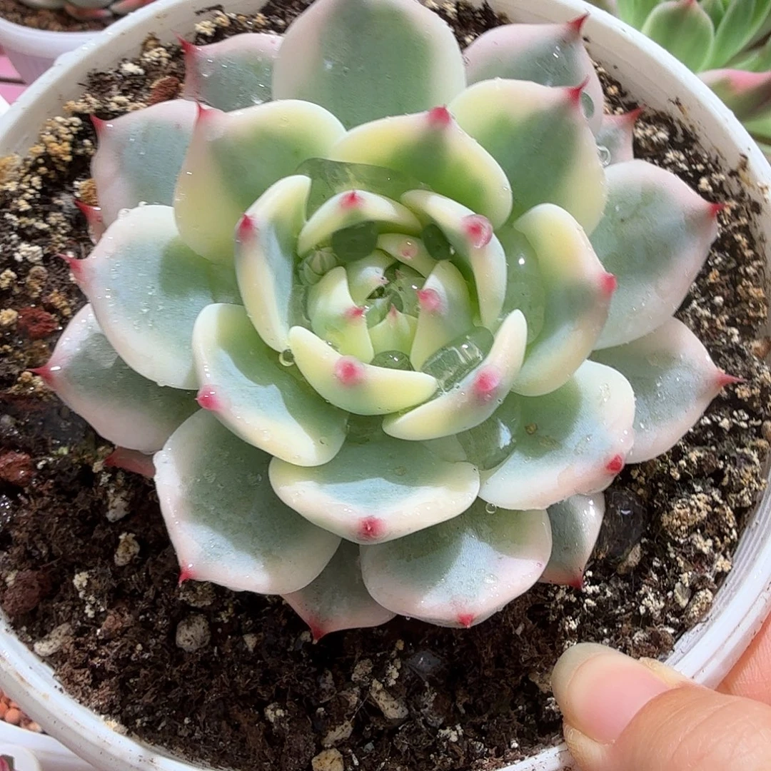 吉娃娃锦，多肉植物。