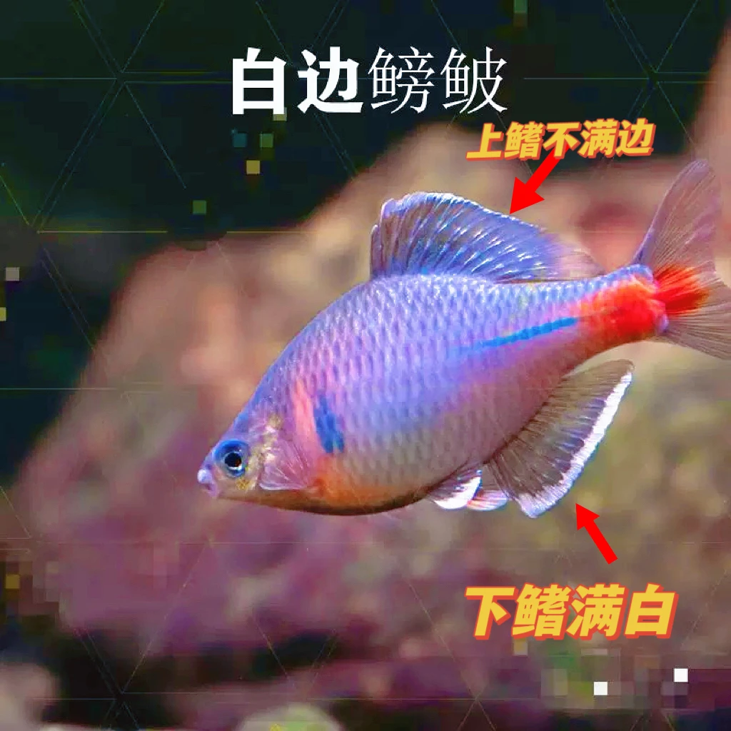 白边鳑鲏冷水鱼原生鱼