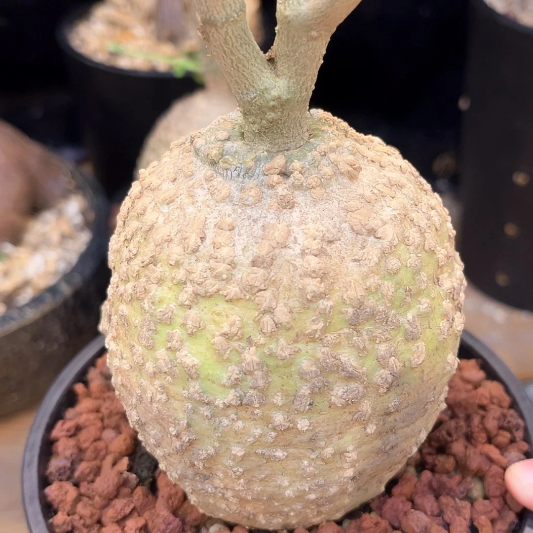 潮流植物 火星人 精品爆瘤