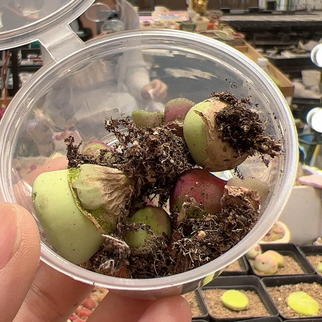 【闪购商品】145 清盒