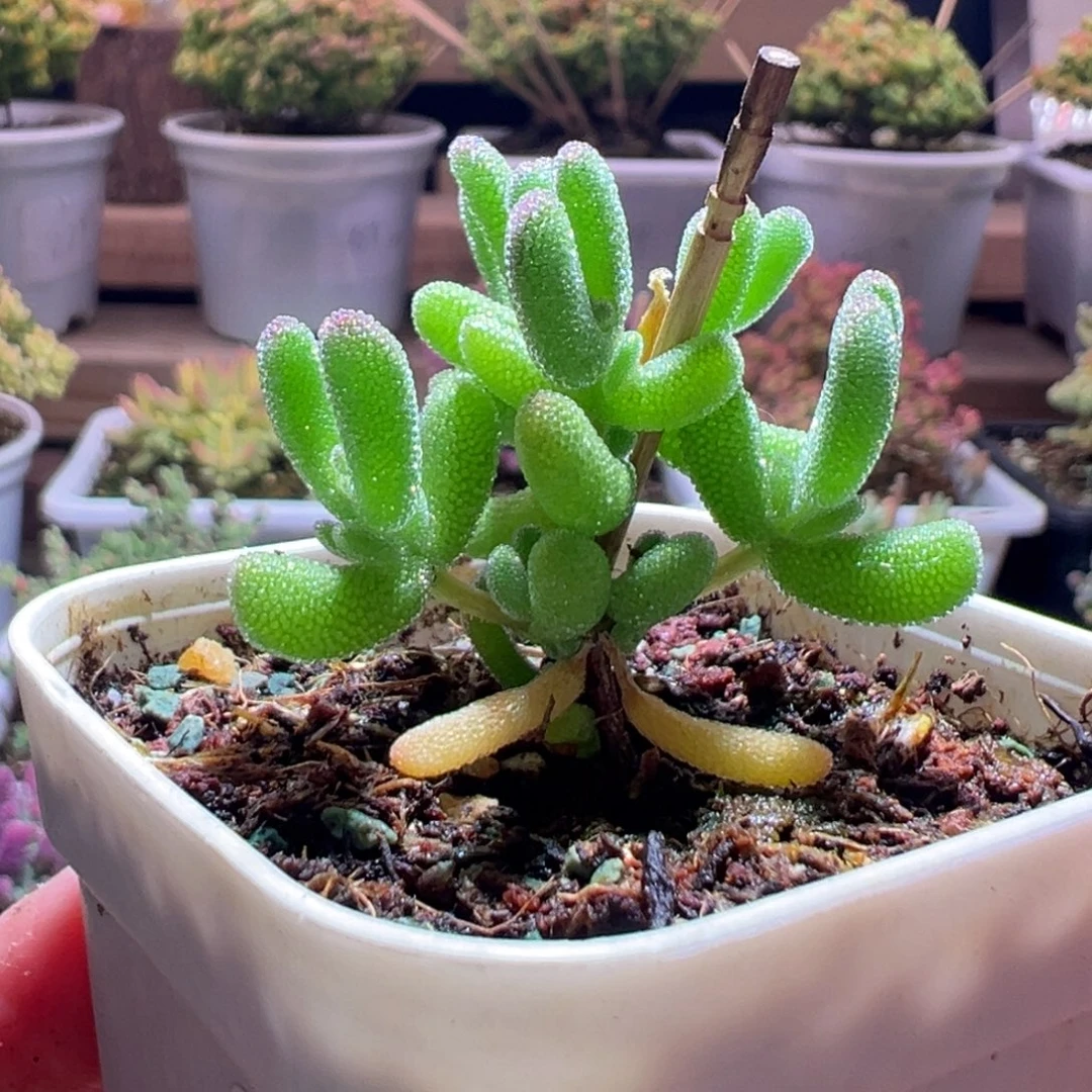 293冰冰虾一物一拍包开箱