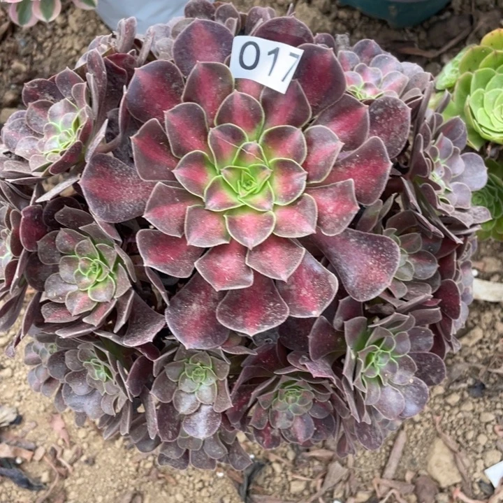 无花朵017多肉植物华纳