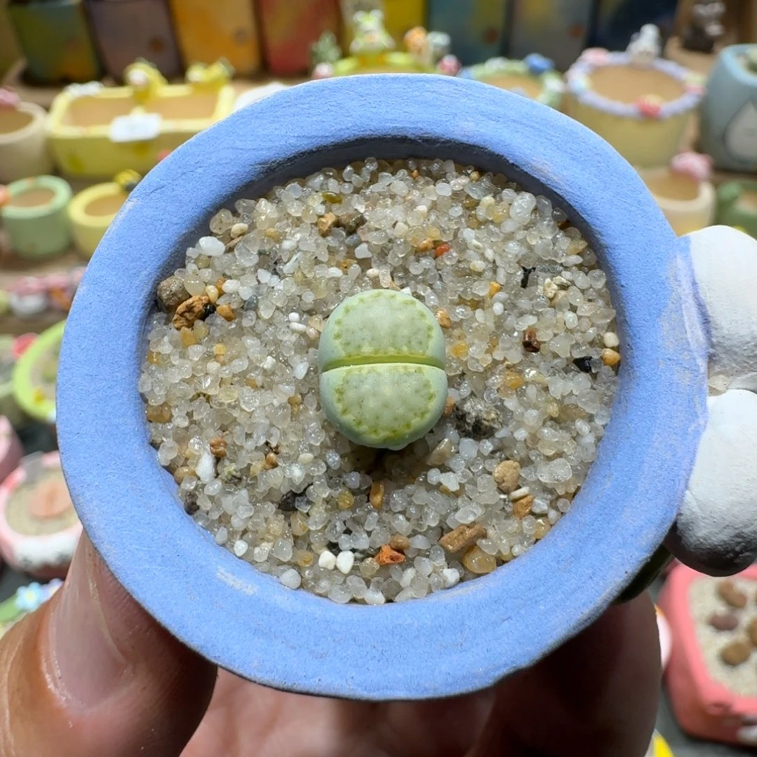 蘑菇1033奶油绿饼多肉植物