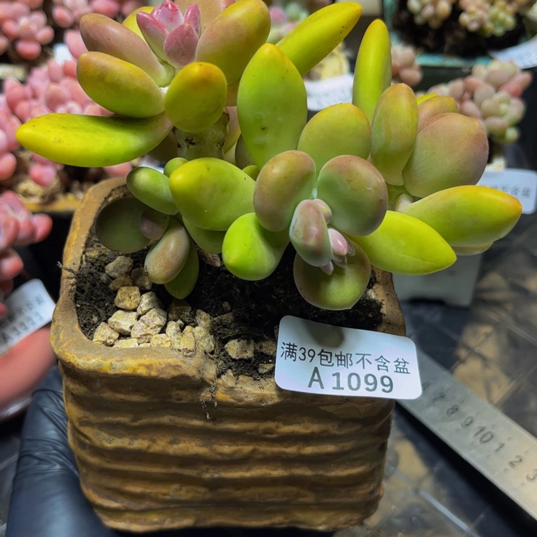 1099芒果奶11厘米多肉