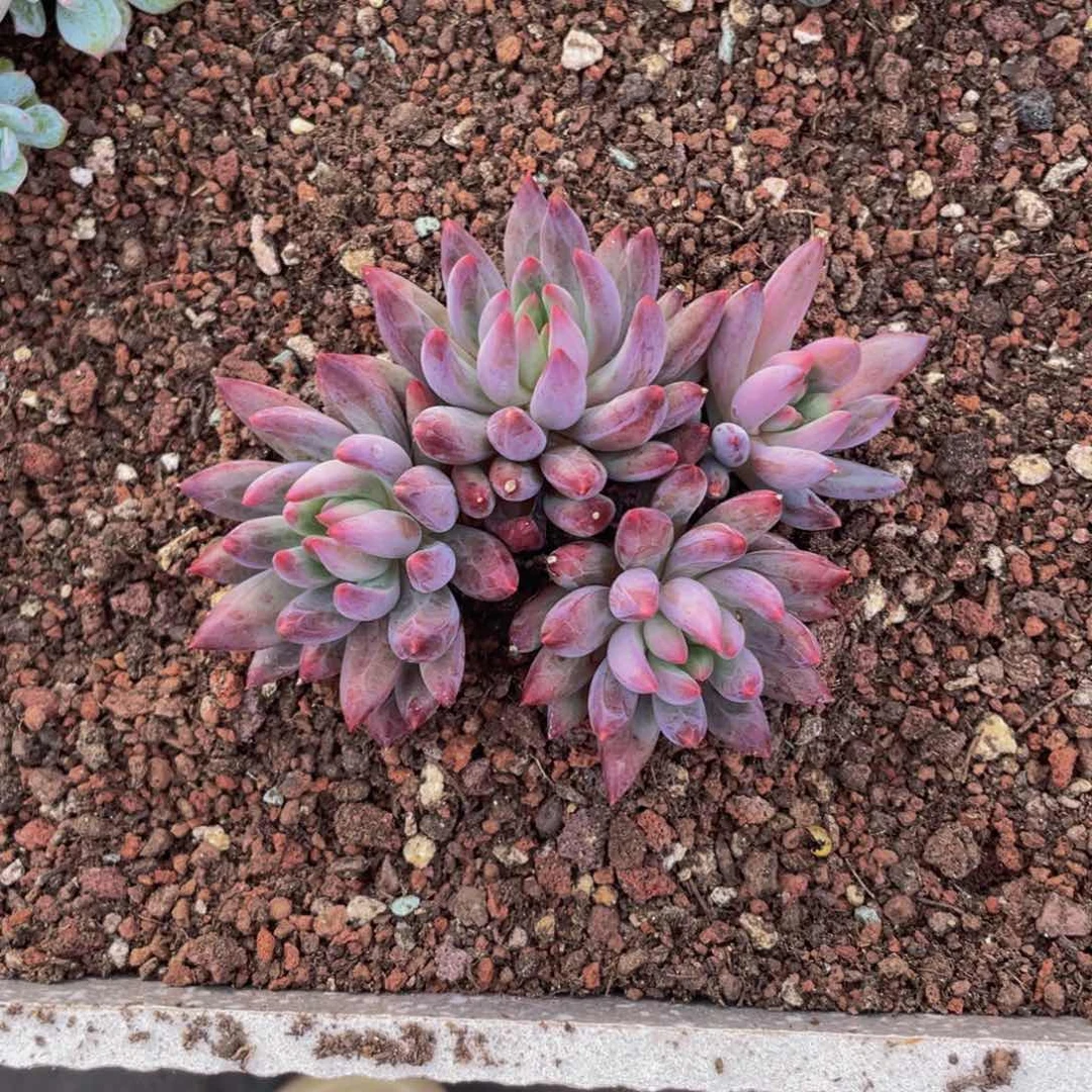 无花朵美人杂多肉植物