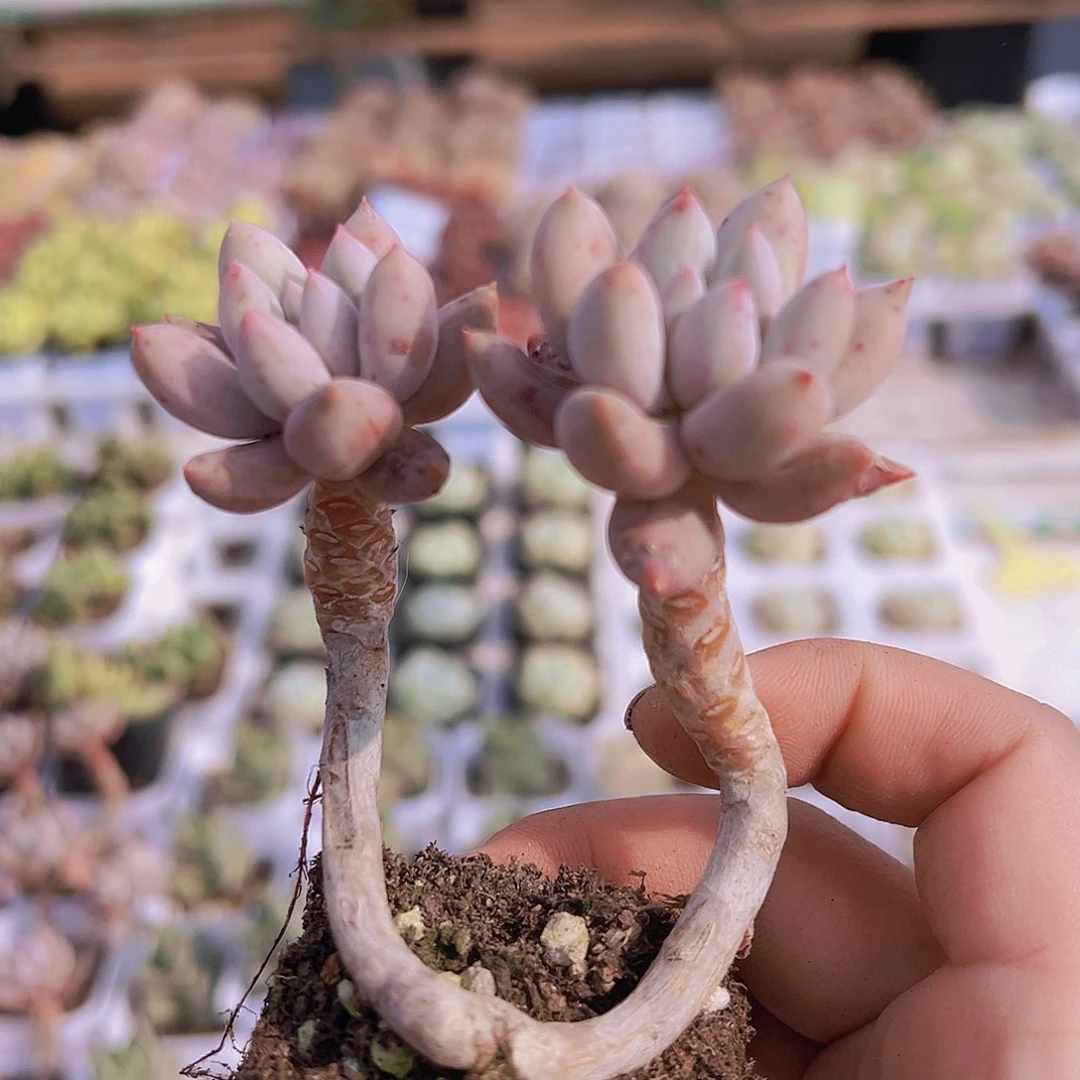 双头所罗门19包邮多肉