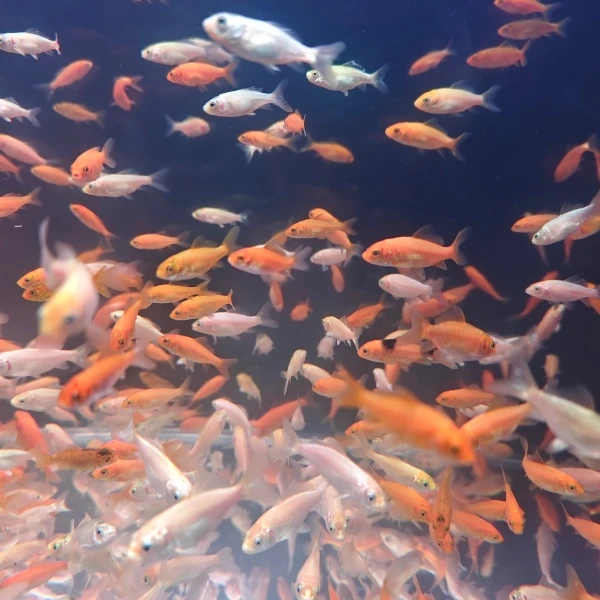 颜色混搭==台湾纯种贵妃蝴蝶鲤鱼苗子观赏鱼好养耐活冷水鱼活体