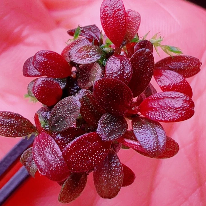 福利12号福利价植物一头