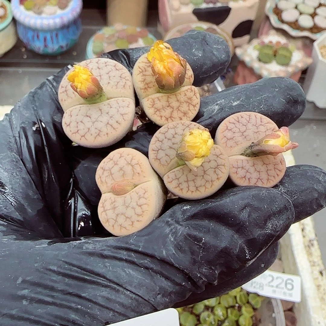 生石花满18包邮0928-231