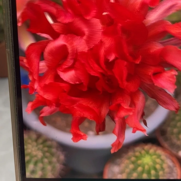 香香红卷带根5公分左右