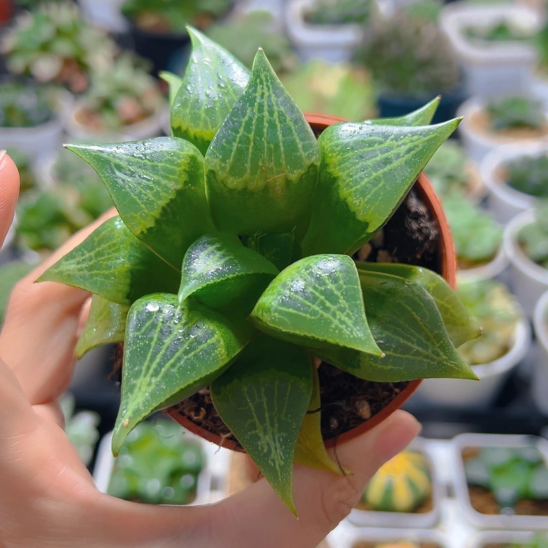 红盆一代康平玉露多肉