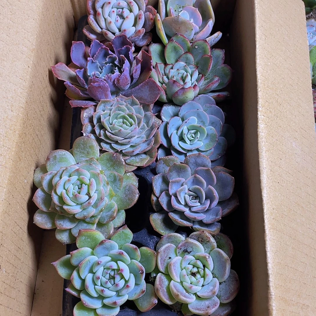 10颗-4号约4-6厘米