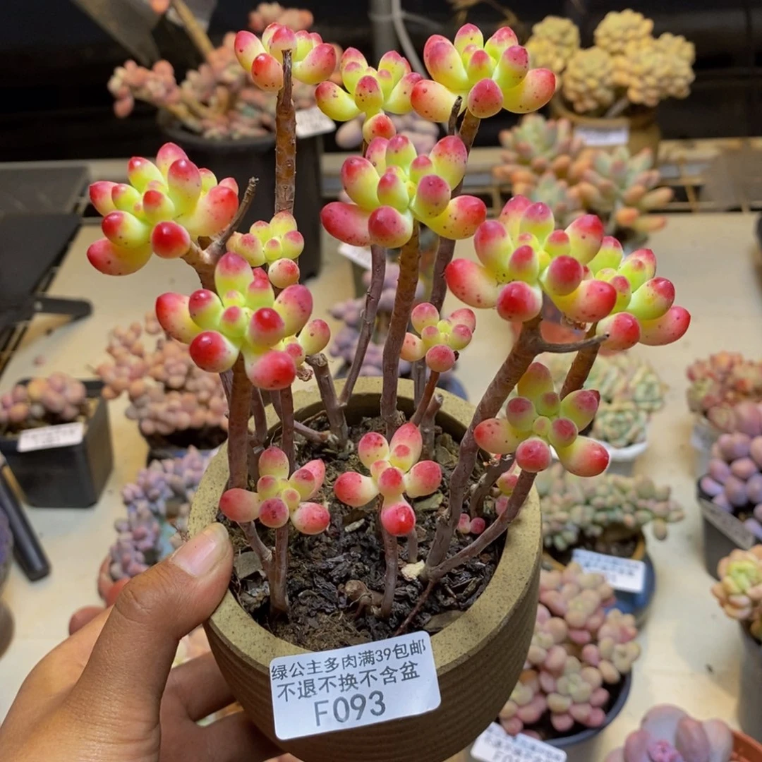 093乙女心多肉散