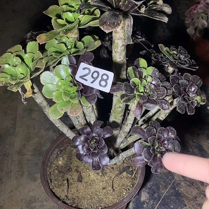 水墨丹青298多肉不包断裸根