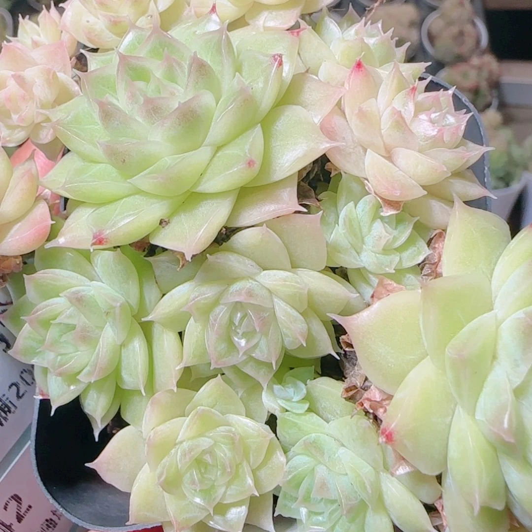 花语逸镜1109-336散