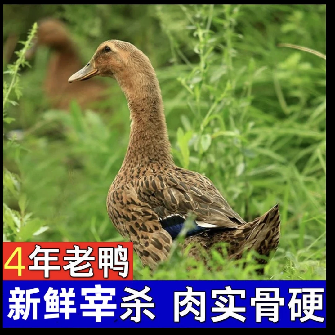 【4年老鸭煲汤首选】农村放养一只4年老鸭子
