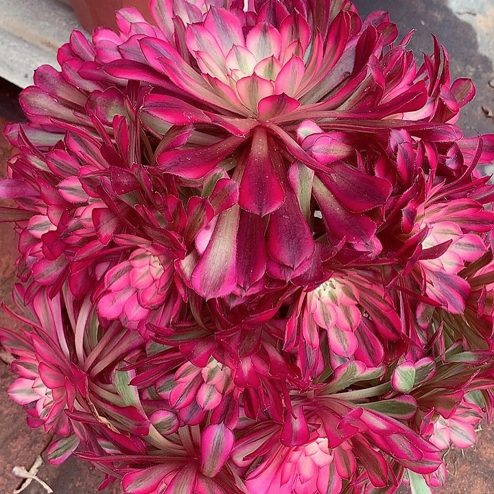 红铜白啊啊啊啊啊啊啊