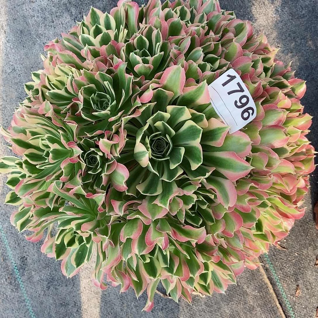 红陶1796白风雨花石4多肉