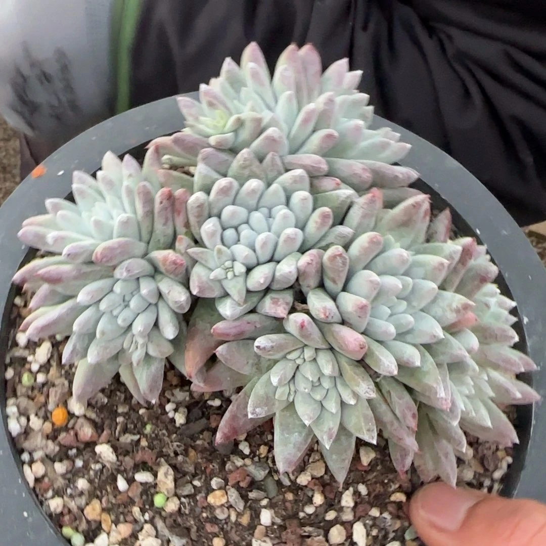 6**320250202w多肉6.03