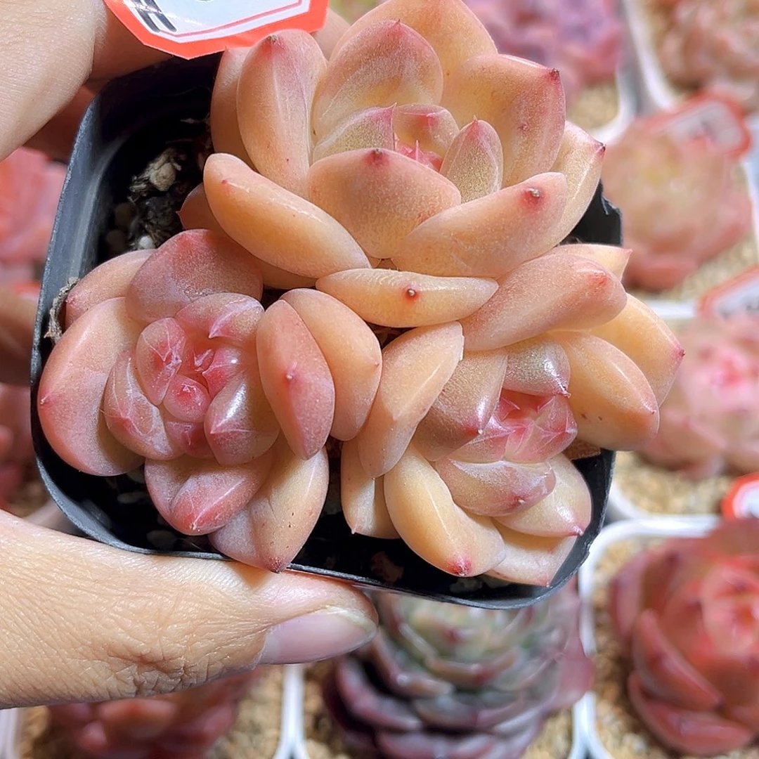 H215  新品珍妮满18包邮