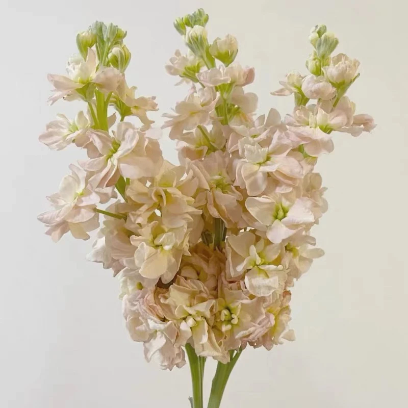 家居鲜花  紫罗兰