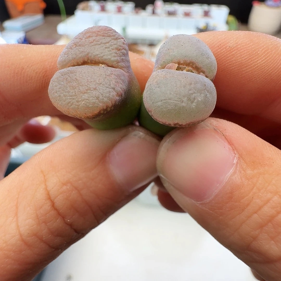 多肉植物福利风铃174