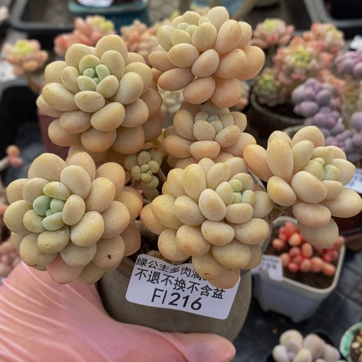 洛可可老桩有砍11cm216多肉植物
