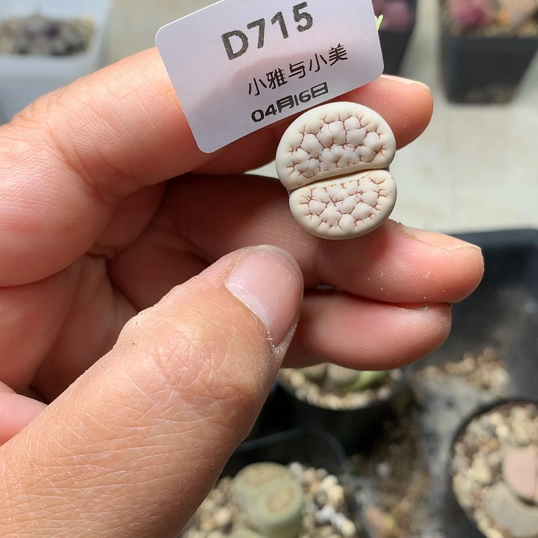 D715多肉植物保护研究所