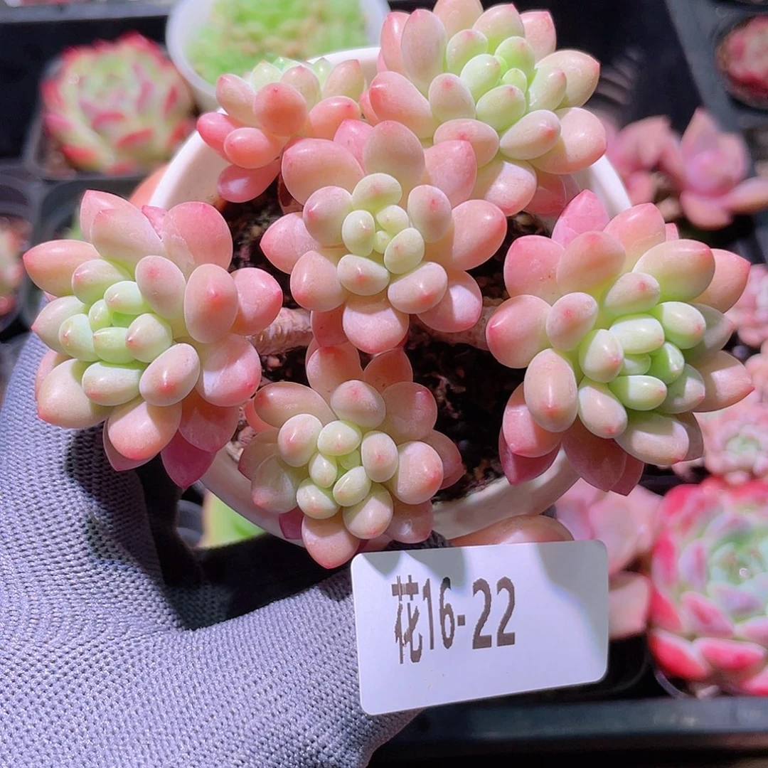 花利美16-15鱼子酱