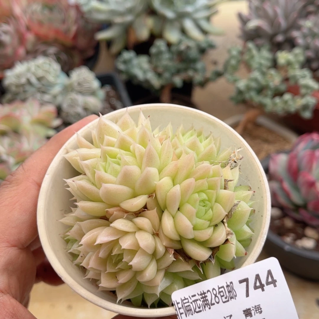 【闪购商品】744麦秆